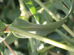 Silene vulgaris