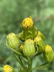Senecio serra admirabilis