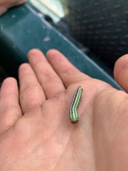 Lapara coniferarum