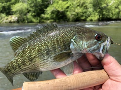 Micropterus tallapoosae