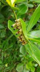 Haplostegus epimelas