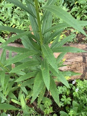 Senecio serra admirabilis