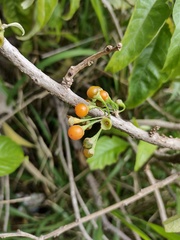 Iochroma arborescens
