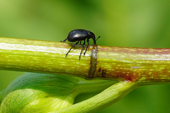 Haplorhynchites aeneus