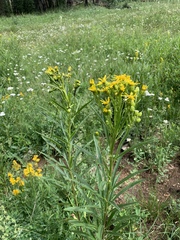 Senecio serra admirabilis