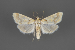 Pseudoschinia elautalis
