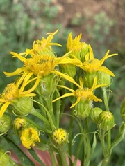 Senecio serra admirabilis