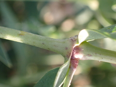 Silene vulgaris