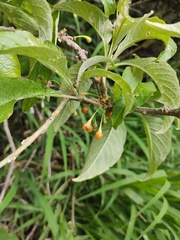 Iochroma arborescens