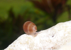 Melampus castaneus