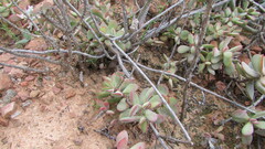 Crassula atropurpurea