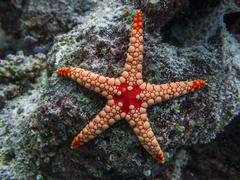 Fromia nodosa