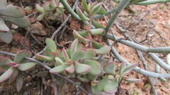 Crassula atropurpurea