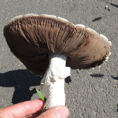 Agaricus arvensis