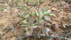 Crassula atropurpurea