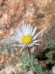 Erigeron vagus
