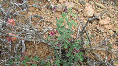 Image of Indigofera lataflumena by (c) James Deacon, some rights reserved (CC BY-SA)