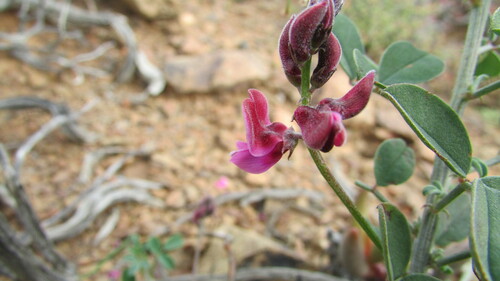 Image of Indigofera lataflumena by (c) James Deacon, some rights reserved (CC BY-SA)