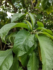 Iochroma arborescens