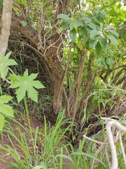 Iochroma arborescens