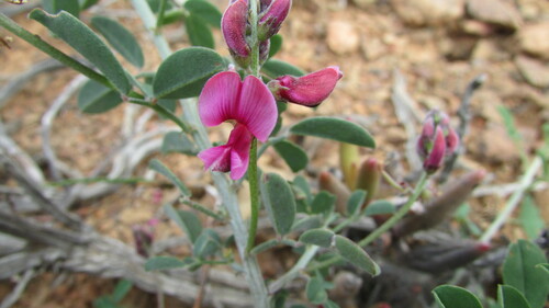 Image of Indigofera lataflumena by (c) James Deacon, some rights reserved (CC BY-SA)