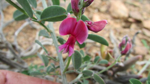 Image of Indigofera lataflumena by (c) James Deacon, some rights reserved (CC BY-SA)
