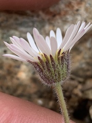 Erigeron vagus