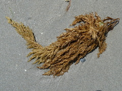 Cystoseira compressa