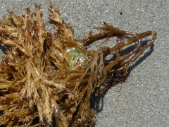 Cystoseira compressa