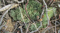 Haworthia herbacea