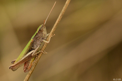 Chorthippus dorsatus