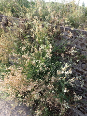 Silene vulgaris