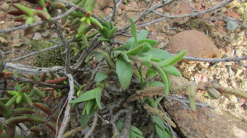 Image of Mesembryanthemum varians by (c) James Deacon, some rights reserved (CC BY-SA)