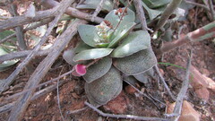Crassula montana