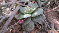 Crassula montana