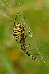 Argiope bruennichi