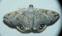 Ophthalmoblysis plutus