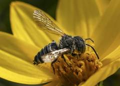 Coelioxys sayi