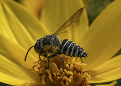 Coelioxys sayi