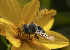 Coelioxys sayi