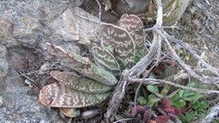 Gasteria disticha