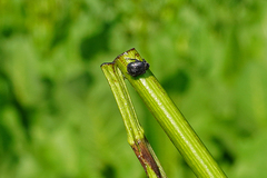 Haplorhynchites aeneus