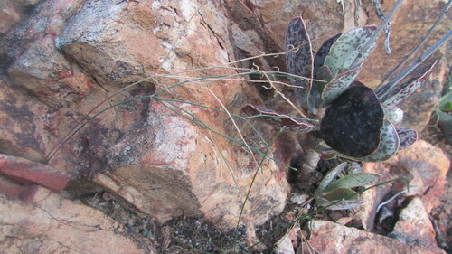 Drimia sigmoidea