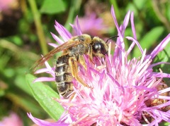 Halictus quadricinctus