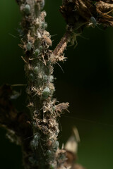 Macrosiphum albifrons