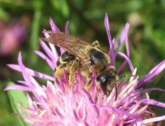 Halictus quadricinctus