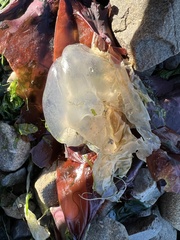 Phacellophora camtschatica