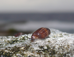 Melampus castaneus
