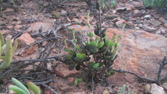 Crassula atropurpurea