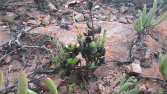 Crassula atropurpurea